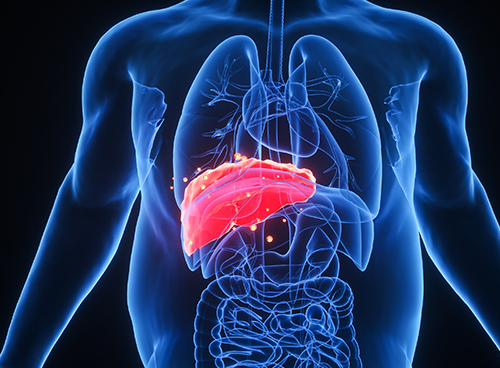 超声引导下肝活检